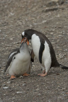 Image of Gentoo Penguin