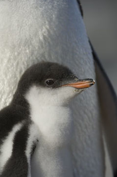 Image of Gentoo Penguin