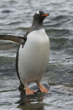 Image of Gentoo Penguin