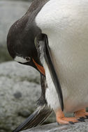 Image of Gentoo Penguin