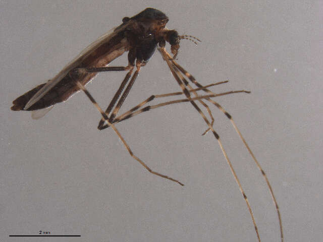 Image of Stictochironomus