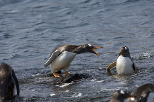 Image of Gentoo Penguin