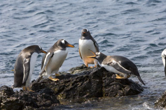 Image of Gentoo Penguin