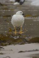 Image of Kelp Goose