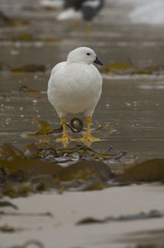 Image de Ouette marine