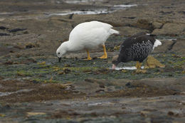 Image of Kelp Goose