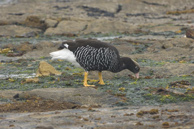 Image of Kelp Goose