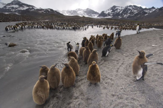 Image of King Penguin