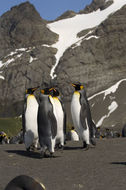 Image of King Penguin