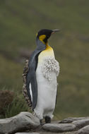 Image of King Penguin