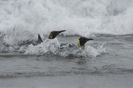 Image of King Penguin