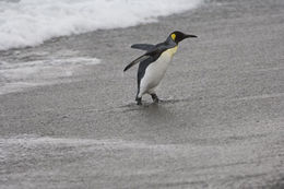 Image of King Penguin