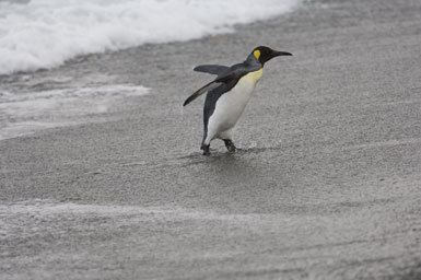 Image of King Penguin