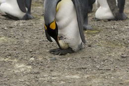 Image of King Penguin