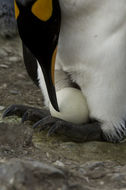 Image of King Penguin