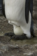 Image of King Penguin