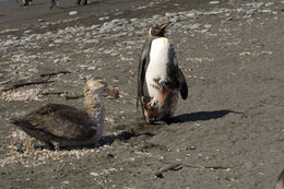 Image of King Penguin