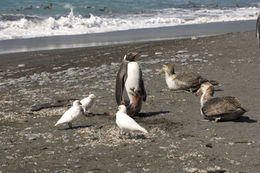 Image of King Penguin