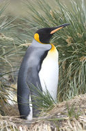 Image of King Penguin