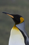 Image of King Penguin