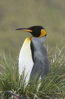 Image of King Penguin