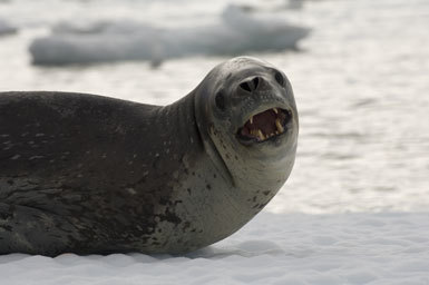 Image of Leopard Seal