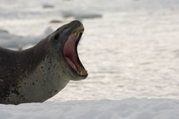 Image of Leopard Seal