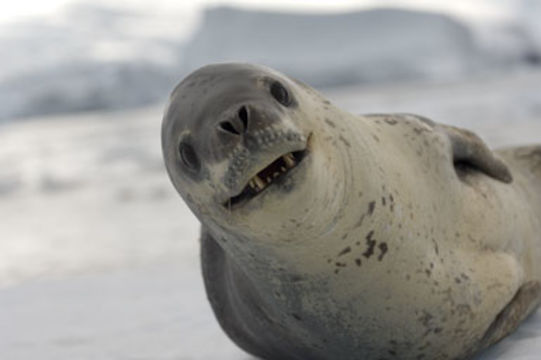 Image of Leopard Seal