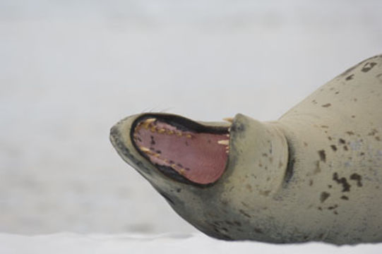 Image of Leopard Seal