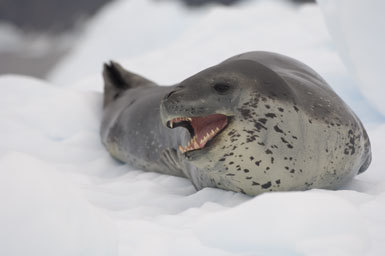 Image of Leopard Seal