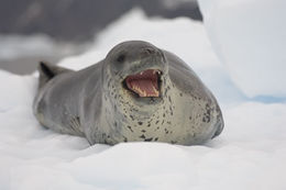 Image of Leopard Seal