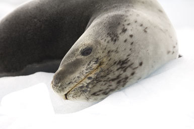 Image of Leopard Seal