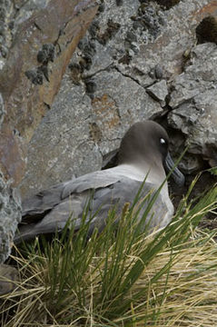 Phoebetria palpebrata (Forster & JR 1785) resmi