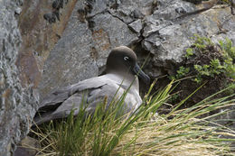 Image of Light-mantled Albatross