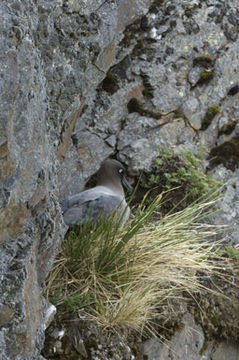 Image of Light-mantled Albatross