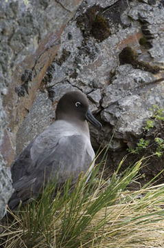 Image of Light-mantled Albatross