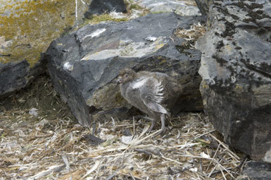 Image of American Sheathbill