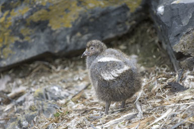 Image of American Sheathbill