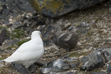 Image of American Sheathbill