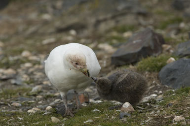 Image of American Sheathbill