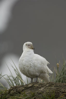 Image of American Sheathbill