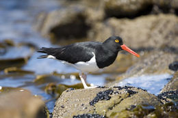 Haematopus leucopodus Garnot 1826 resmi