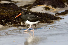 Haematopus leucopodus Garnot 1826 resmi