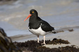 Haematopus leucopodus Garnot 1826 resmi