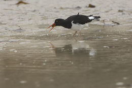 Haematopus leucopodus Garnot 1826 resmi