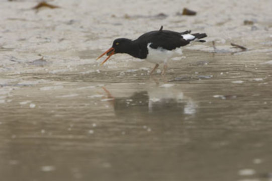 Image of Magellanic Oystercatcher