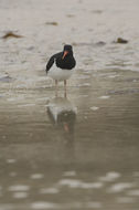 Haematopus leucopodus Garnot 1826 resmi