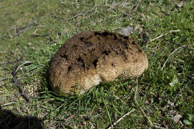 Imagem de Lycoperdon perlatum Pers. 1796