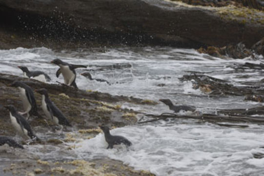 Image of Rockhopper Penguin