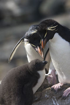 Image of Rockhopper Penguin